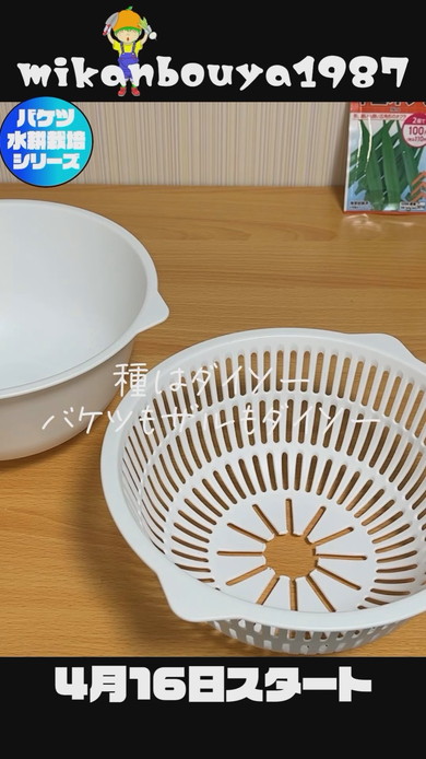 バケツで栽培したオクラの収穫まで解説