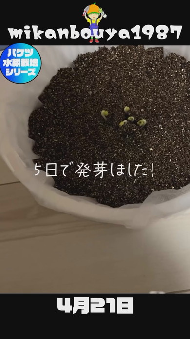 バケツで栽培したオクラの収穫まで解説