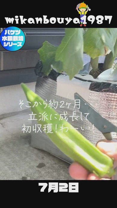 バケツで栽培したオクラの収穫まで解説