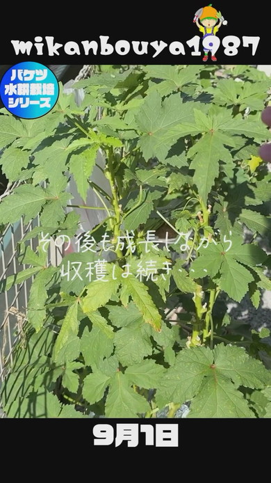 バケツで栽培したオクラの収穫まで解説