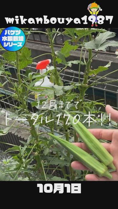 バケツで栽培したオクラの収穫まで解説