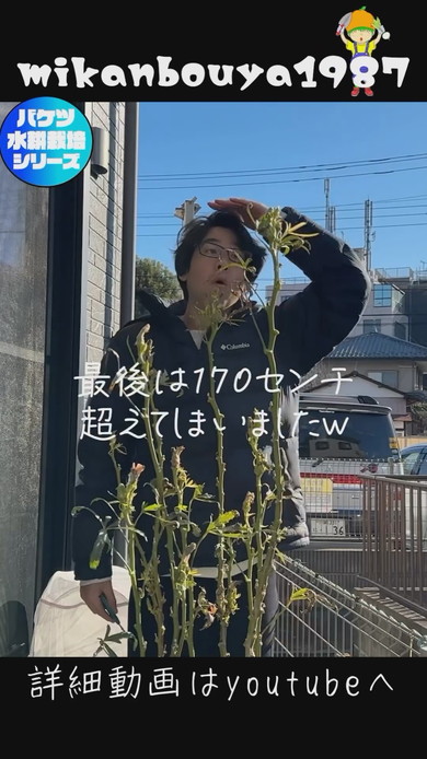 バケツで栽培したオクラの収穫まで解説