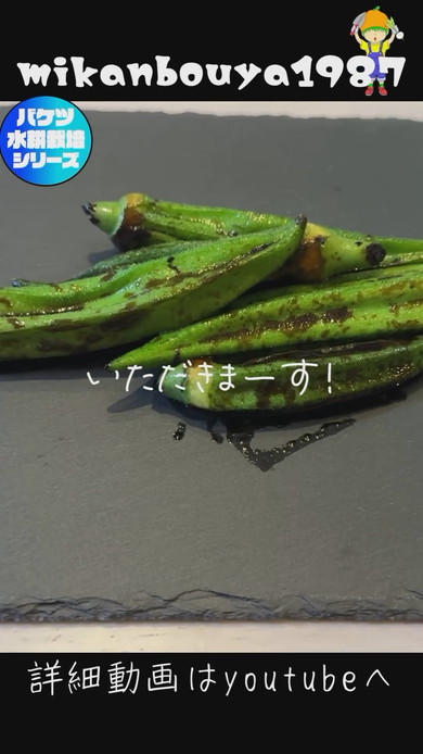 バケツで栽培したオクラの収穫まで解説