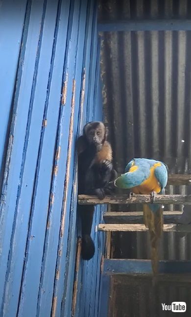 サルとインコ
