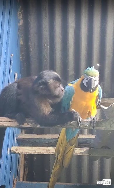 サルとインコ