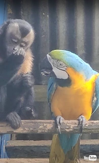 サルとインコ