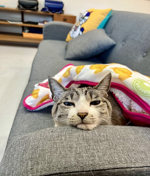 おくるみ猫ちゃん