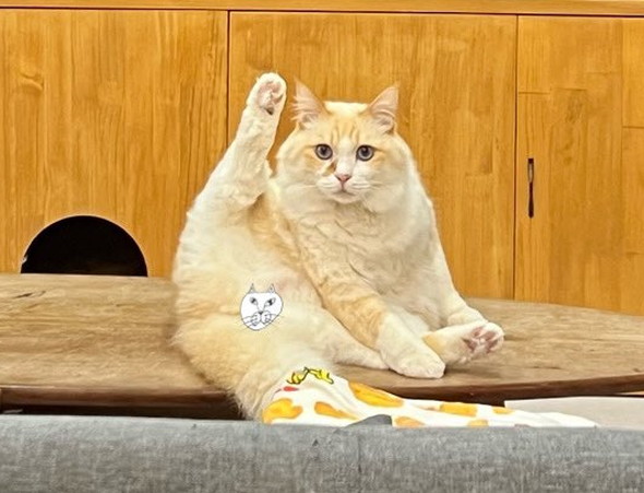 猫　毛づくろい 大人しくするニャ」愛情過多の猫ちゃん、ワンちゃんを抑え込んで