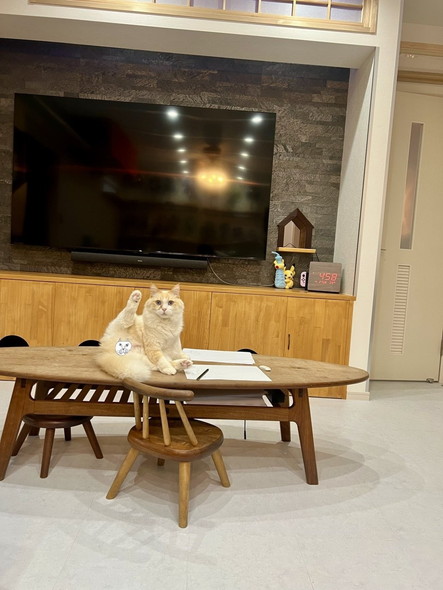 片足あげる猫ちゃん