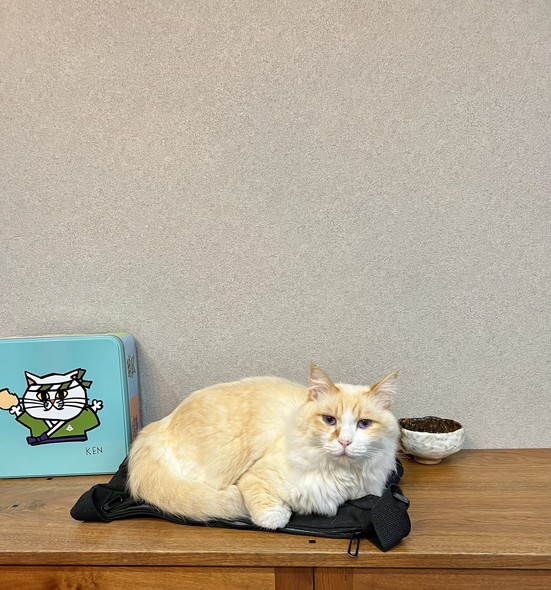 カバンの上に猫ちゃん