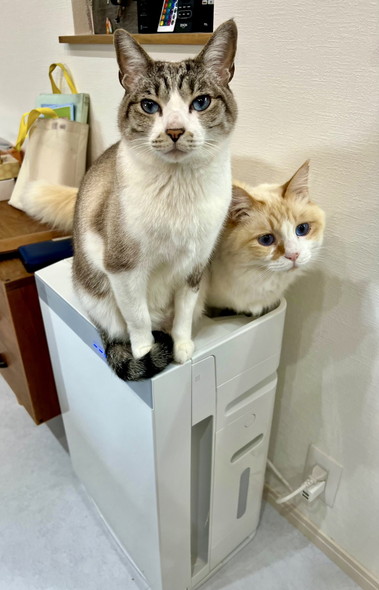 空気清浄機の上に猫ちゃん