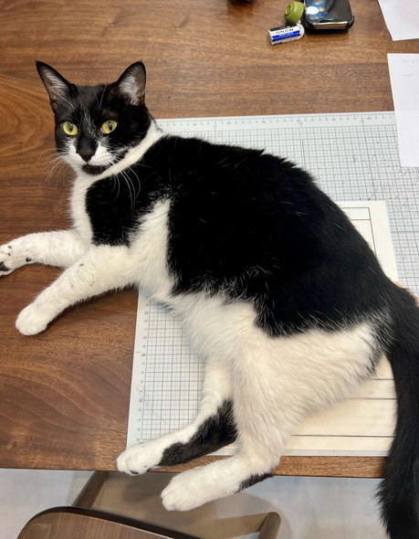 白黒猫ちゃん