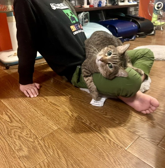 膝の上に猫ちゃん