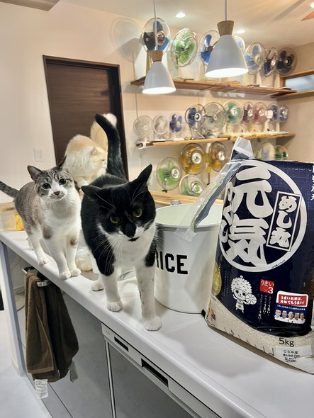 キッチンに猫ちゃん