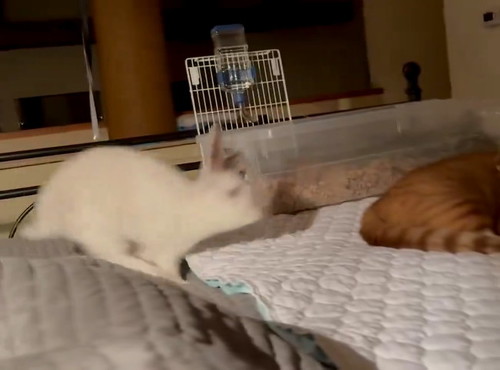 飛んでくるウサギ