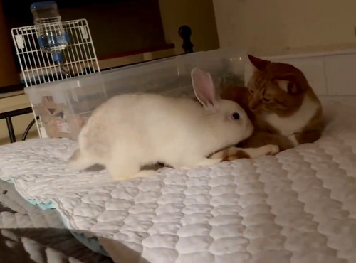 顔を寄せあう2匹