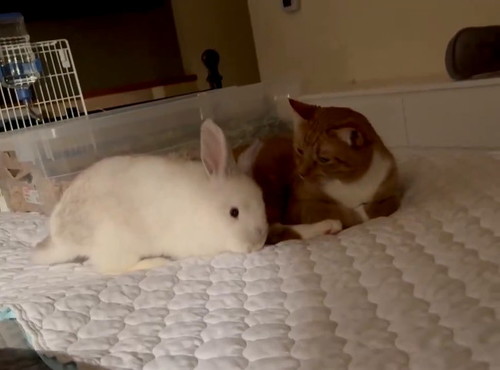 おすわりウサギ