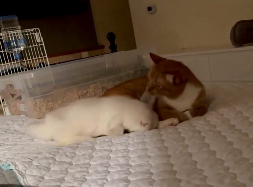 突然寝るウサギ