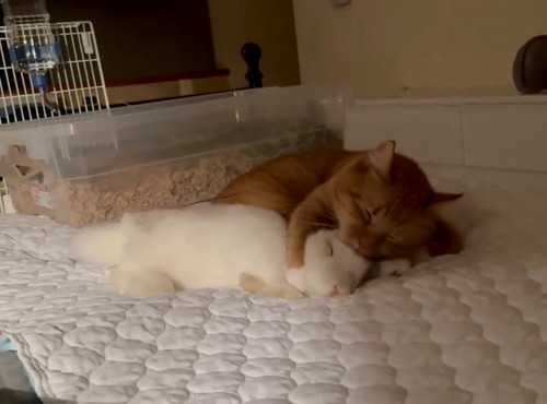 しあわせそうなウサギ