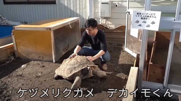 巨大リクガメにゼリーをプレゼント