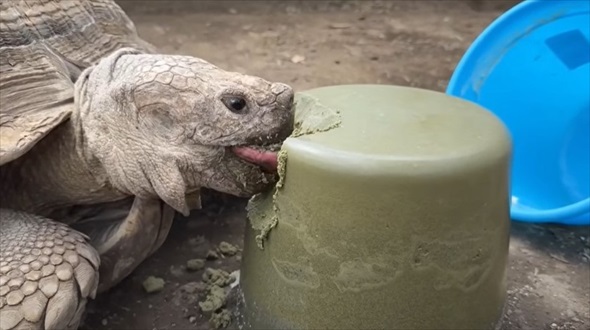 巨大リクガメにゼリーをプレゼント