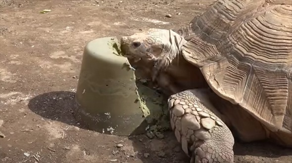 巨大リクガメにゼリーをプレゼント