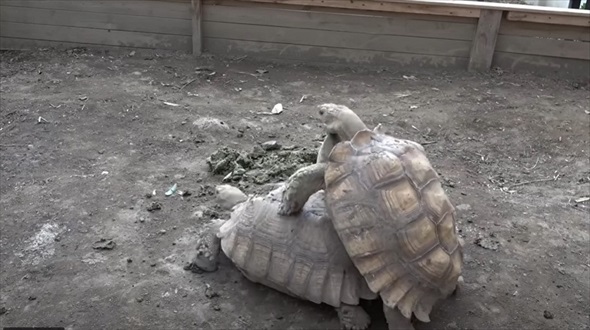 巨大リクガメにゼリーをプレゼント