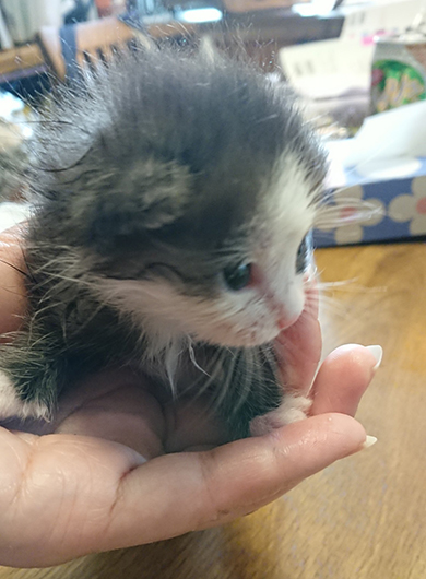 手のひらに乗る子猫