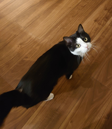 振り返って見上げるハチワレの成猫全身