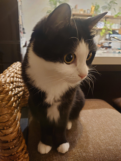 右下を見るハチワレの成猫