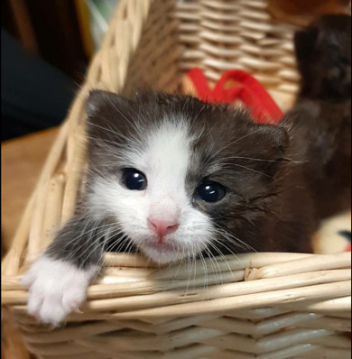 カゴに入った子猫