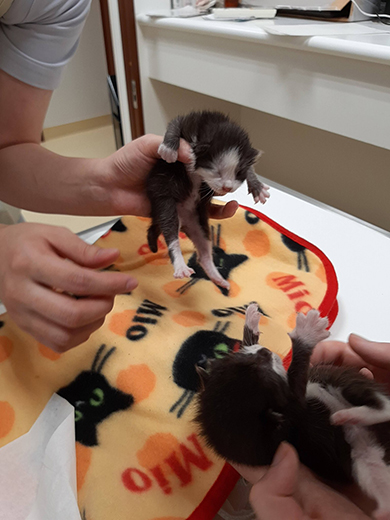 生まれたての子猫2匹