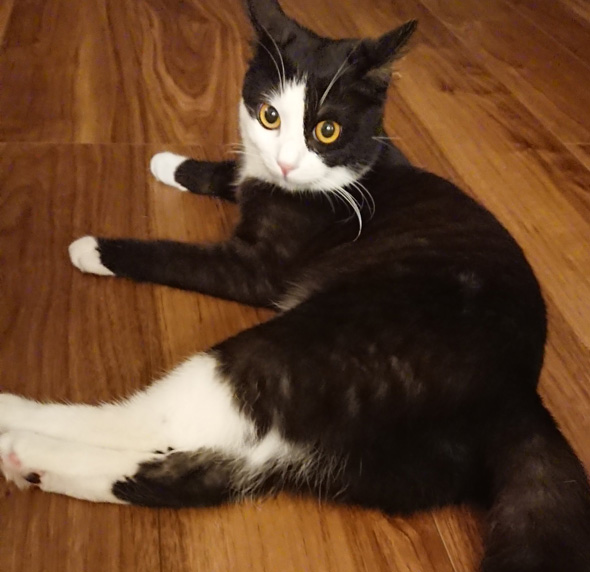 足をのばして振り返るハチワレの成猫