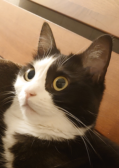 目がまんまるなハチワレの成猫顔アップ