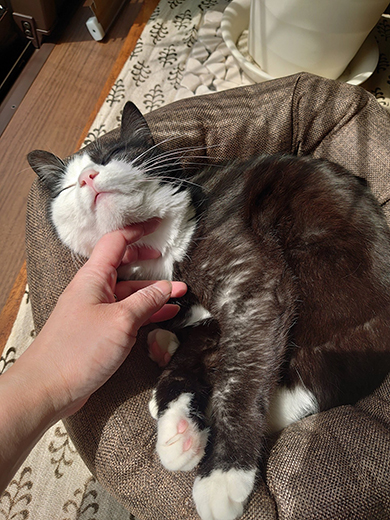 猫ちゃんのあごなでなで