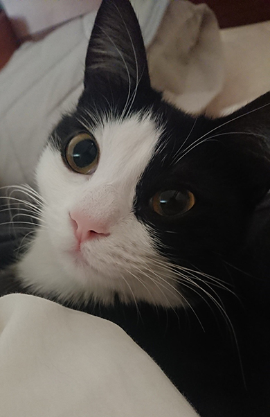 真っすぐ見つめるハチワレの成猫顔アップ