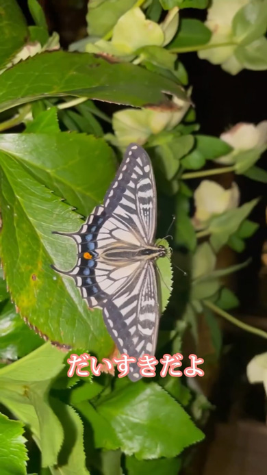 イモムシ 育てて サナギ 羽化 蝶 別れ 親子