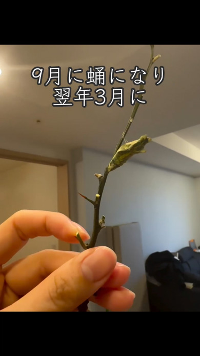 イモムシ 育てて サナギ 羽化 蝶 別れ 親子