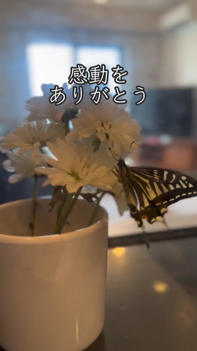 イモムシ 育てて サナギ 羽化 蝶 別れ 親子