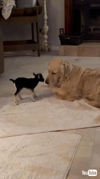 子ヤギとゴールデンレトリバー