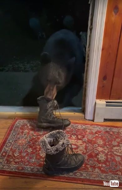 クツを盗むクマ