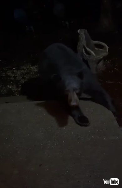 クツを盗むクマ