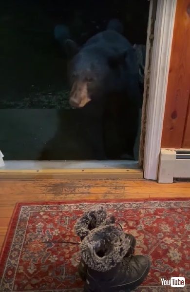 クツを盗むクマ