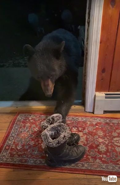 クツを盗むクマ