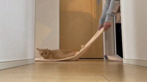 タオルに乗った猫