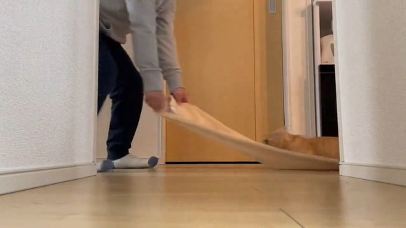 タオルに乗った猫