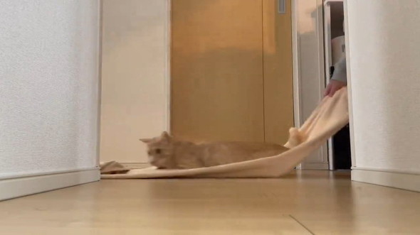 タオルに乗った猫