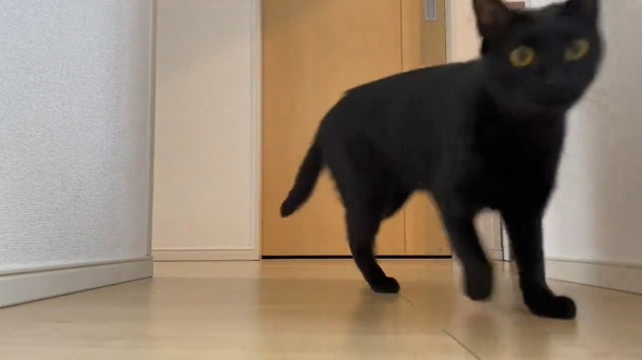 近づいてくる猫