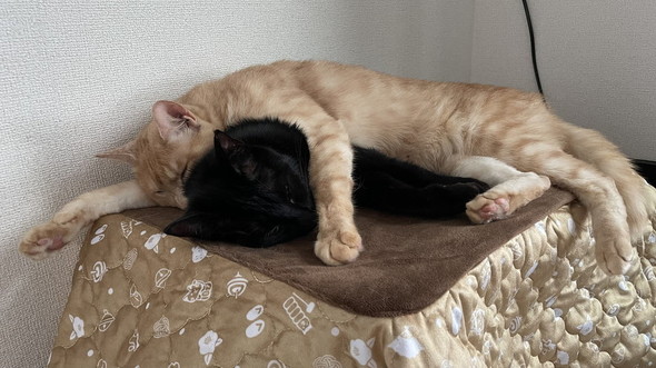 一緒に寝る猫