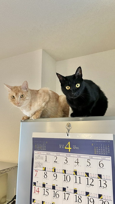 冷蔵庫の上の猫